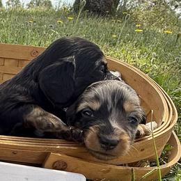 Norm (AKC) - Black and tan male Dachshund puppy in Valley Springs, California from River Breeze Dachshunds