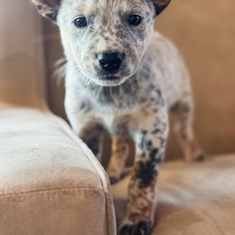 Pink girl - Blue mottled female Australian Cattle Dog puppy in Corning, California from Diamond U Doodles & True Grit Stockdogs