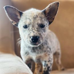 Pink girl - Blue mottled female Australian Cattle Dog puppy in Corning, California from Diamond U Doodles & True Grit Stockdogs
