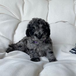 Cockapoo Puppies from Oak and Magnolia