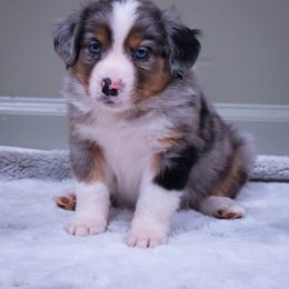 Miniature American Shepherd and Toy Australian Shepherd Puppies from Fifth Avenue Australian Shepherds