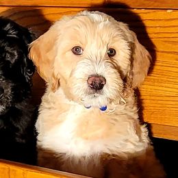 Goldendoodle Puppies from Magical Goldendoodles of Pioneer Valley, MA
