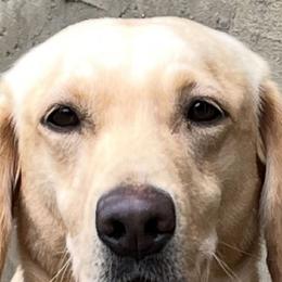 Beyla - Labrador Retriever
