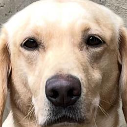 Beyla - Labrador Retriever