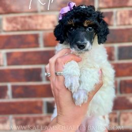 Bernedoodle, Bernese Mountain Dog, Cockapoo, Goldendoodle, and Poodle Puppies from Kallams Bernedoodles & Bernese Mountain Dogs