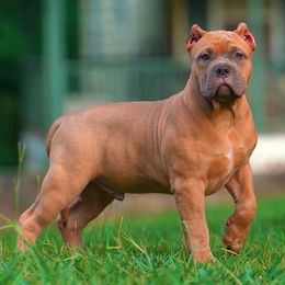 American Bully Puppies from Manuia Kennels