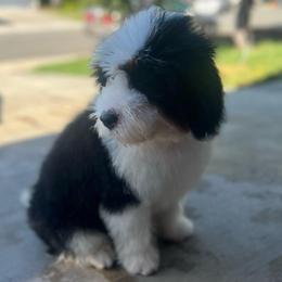 Pluto - Tri-color male Bernedoodle puppy in Los Angeles, California from Bernied00dle Love