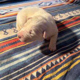 Cindy Lou - White female Colorado Mountain Dog puppy in Colorado Springs, Colorado from Sharp Guardians and Goldens