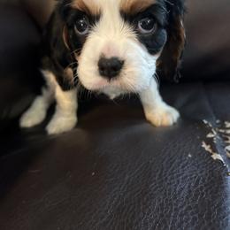Madison - Tri-color female Cavalier King Charles Spaniel puppy in Burke, New York from Patti’s Puppies