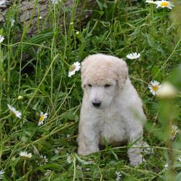 Poodle Puppies from D and D Standard Poodles