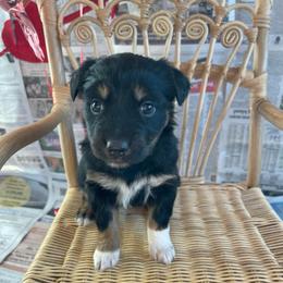 Honey - Black tri-color female Australian Shepherd puppy in Zwingle, Iowa from Homestead Aussies & Doodles