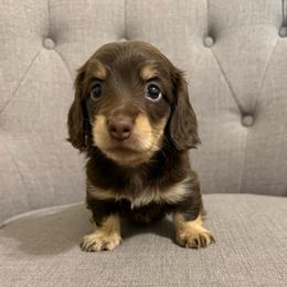 Jake - Chocolate and cream male Dachshund puppy in Fort Gibson, Oklahoma from Cooper’s Dachshunds