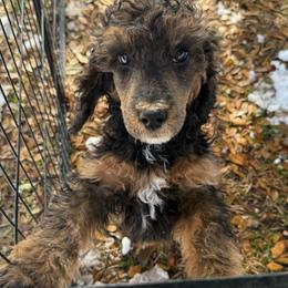 Comet - Sable male Poodle puppy in Richlands, North Carolina from PND Kennel
