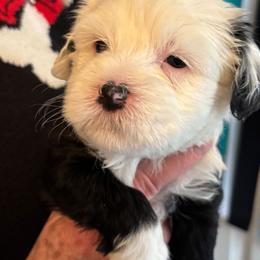 Fairy - Black and white female Tibetan Terrier puppy in Medford, New Jersey from Arkeden Tibetan Terriers