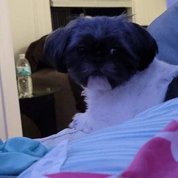 Shihpoos and Shih Tzus from Bayonne Shih Tzu’s