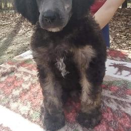 Poodle Puppies from Endearing Standard Poodles