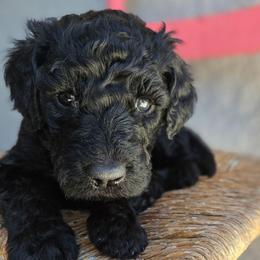 Zion - Black female Goldendoodle puppy in Tucson, Arizona from Ever After Doodles Arizona
