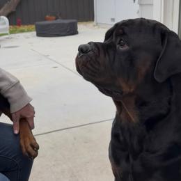 Rottweiler Puppies from Come what May Rottweillers & rescues llc
