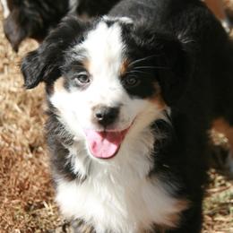 Hazel - Black tri female Miniature Australian Shepherd puppy in Fairview, South Dakota from Dakota Toy Aussies