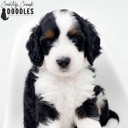 Quinn - Tri-color male Bernedoodle puppy in Tipton, Indiana from Country Creek Doodles