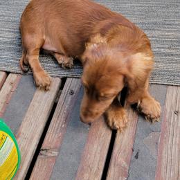 Dachshund Puppies from CLARK'S BREEDING PROGRAM