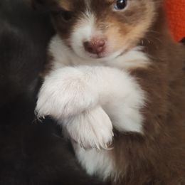 Toy Australian Shepherd Puppies from SLASH SEVEN Toy Aussies