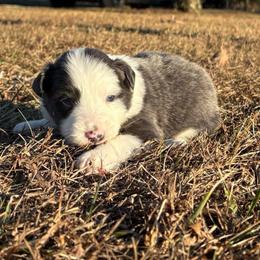 Mickey - Blue male Border Collie puppy in Chattanooga, Tennessee from Ross Vegas Kennels