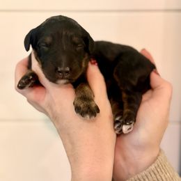 Girl 1 - female Bernedoodle puppy in Salt Lake County, Utah from Coco Avenue Pups