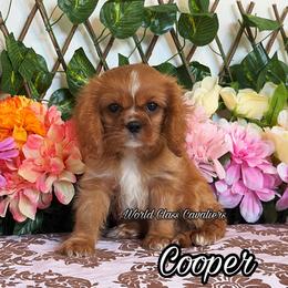 Cooper - Ruby female Cavalier King Charles Spaniel puppy in Hollywood, Florida from World Class Cavaliers