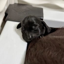 Yellow Collar - Black male Labrador Retriever puppy in Somerset, California from Cantina Labs and Cavs