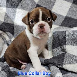 Blue Collar Boy - Brindle and white male Boston Terrier puppy in Salina, Kansas from Giles' Boston Babies