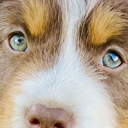 Girl 1 - female Miniature Australian Shepherd puppy in Camano, Washington from Iris’ Island Oasis