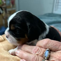 Artemis - Tri-color male Cavalier King Charles Spaniel puppy in Oroville, California from Happy Tails Kennel