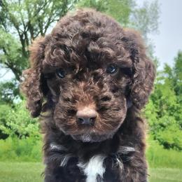 Chocco - Chocolate male Labradoodle puppy in Lowville, New York from Adirondack Labradoodles