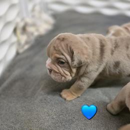 Boy 1 - Chocolate tri-color male Bulldog puppy in Lewisberry, Pennsylvania from Salted Rim Corgis