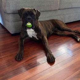 Thor - Boxer