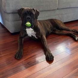Thor - Boxer