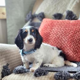 AKC Meet Captain :) - Piebald male Dachshund puppy in Centerville, Iowa from Barnyard Dachshunds, Dals & Doodles