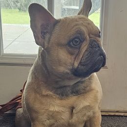 French Bulldog Puppies from LMD Frenchies