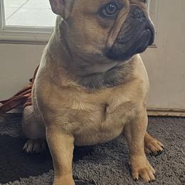 French Bulldog Puppies from LMD Frenchies