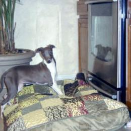 Dreama - Italian Greyhound