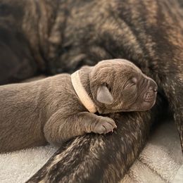 White aka Samson - Gray male Cane Corso puppy in Hillsborough, New Jersey from Central Jersey K9