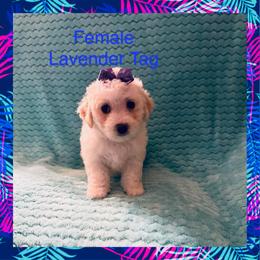 Lavendar Tag - White and buff female Bichon Frise puppy in Bay Saint Louis, Mississippi from Laurent’s Bichon Frise Puppies