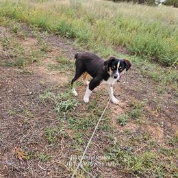 Sammy - Black tri male Toy Australian Shepherd puppy in Snowflake, Arizona from Halfpint Aussies