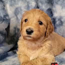 Boy 1 red - Apricot male Goldendoodle puppy in Blountsville, Alabama from Southern Charm Goldendoodles