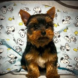 Boy 2 - Black and tan male Yorkshire Terrier puppy in San Antonio, Texas from CISCOK9