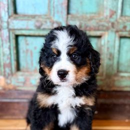 Red collar female - Black rust and white female Bernese Mountain Dog puppy in Altura, Minnesota from Bluffside Berners