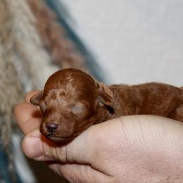 Bluebonnet - Red  female Poodle puppy in Bridgeport, Texas from KM AKC Toy poodles