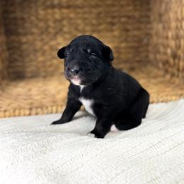 Bluey - Black tri-color female Australian Shepherd puppy in Unionville, Iowa from Soap Creek Kennels