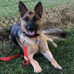German Shepherds from Mutts With Manners